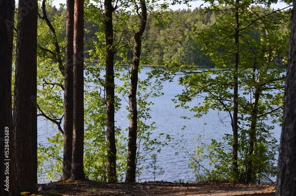 Fototapeta Trees on the shore of the lake. Summer day near a forest lake. Trees with long curved branches grow on the shore. Behind them is the blue expanse of water and a dense forest on the other side.
