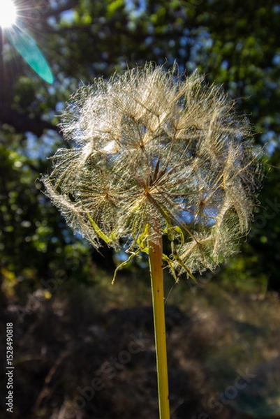 Obraz Close-up of a dandelion seed head glowing in warm sunlight