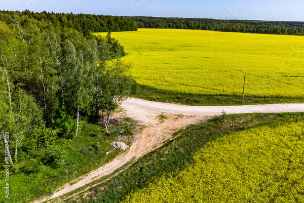 Fototapeta Top view of a fork in a country road surrounded by yellow rapeseed fields