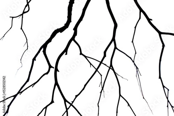 Fototapeta Intricate Branching Patterns A Study in Black and White Tree Anatomy