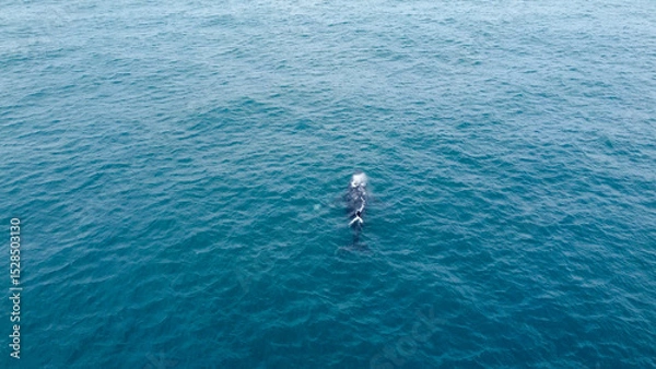 Obraz incredible humpback whale in the south atlantic ocean