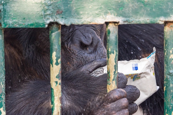 Obraz A chimpanzee in a cage licks food scraps from a paper wrapper