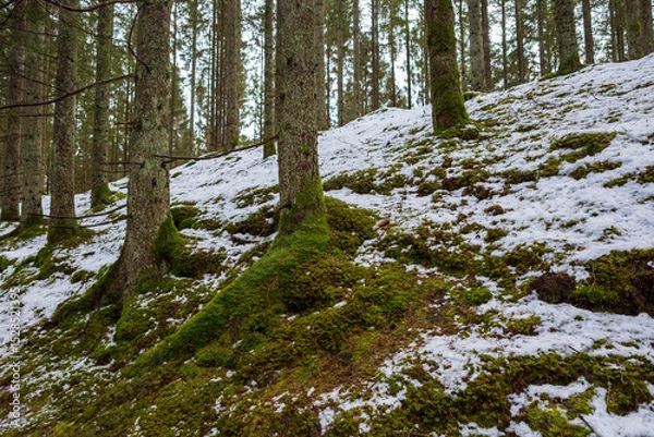 Obraz Forest floor with moss-covered tree trunks and patches of snow on a sloping terrain in Sweden during early spring