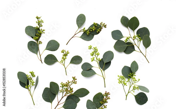 Obraz Eucalyptus leaves on white background. Green leaf branches.