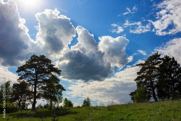 Fototapeta Beautiful cumulus clouds over pine trees in a field