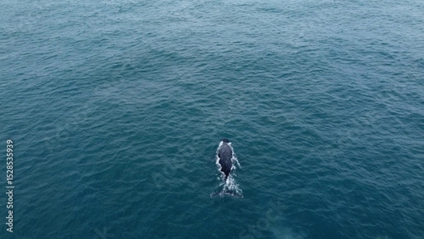Obraz incredible humpback whale in the south atlantic ocean