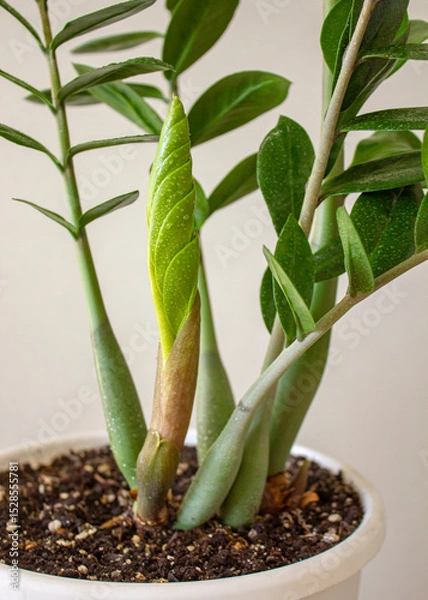 Obraz Zamioculcas Zamifolia - dollar tree. Zamioculcas with fresh new leaves in the pot. New leaf at the home flower.	