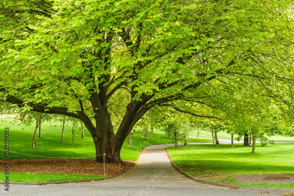 Obraz trees in the park