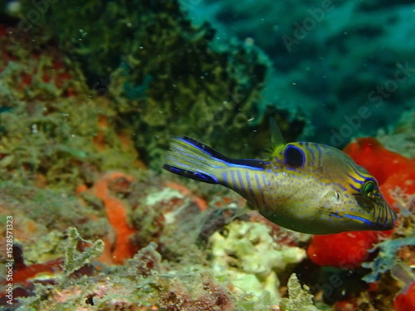 Obraz sharpnose puffer fish in the caribbean