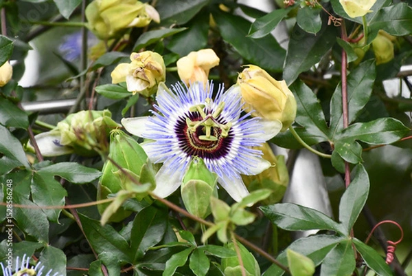 Obraz トケイソウ　Passion flower