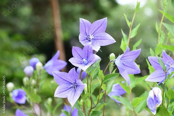 Obraz キキョウ　Balloon flower	