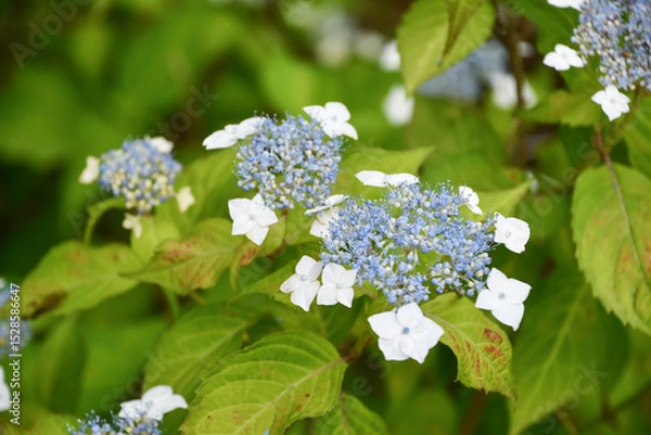 Obraz ヤマアジサイ「小甘茶」Hydrangea serrata "Koamacha"