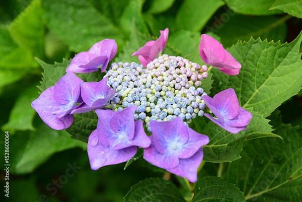 Fototapeta アジサイ