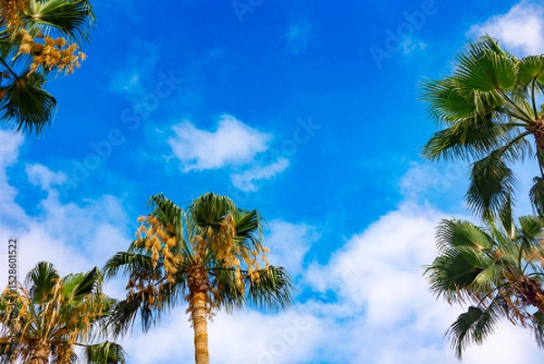 Obraz Green palm leaves against blue sky. Palm trees in backlit summer sunlight. View from bottom to top. High quality photo
