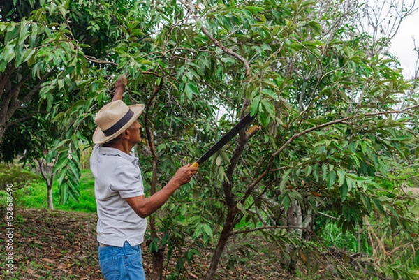 Fototapeta An older farmer with a hat and a machete pruning some trees in the forest on his farm
