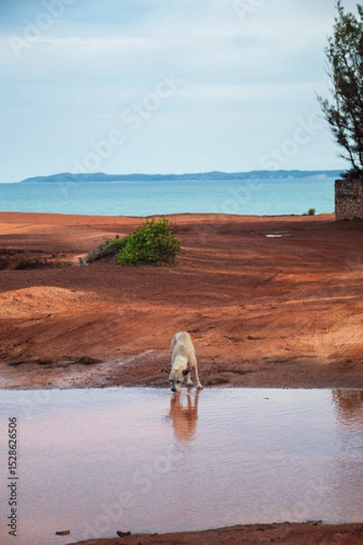 Obraz Solitary dog drinking from puddle on red cliff in Chapadão, Brazil