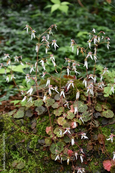 Obraz ユキノシタ　Strawberry Geranium	