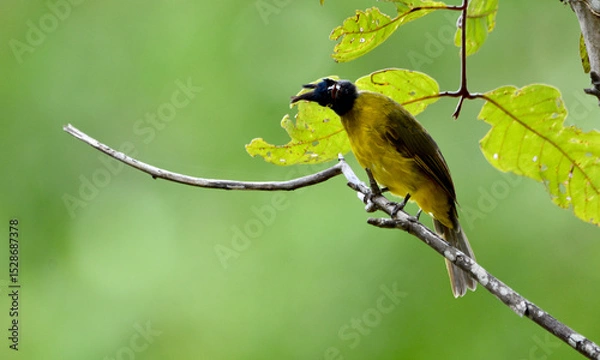 Fototapeta Rubigula flaviventris on tree in forest.