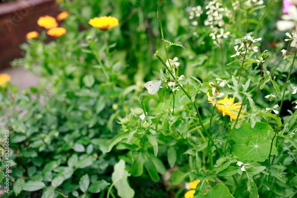 Fototapeta 葉っぱに止まっている蝶と花