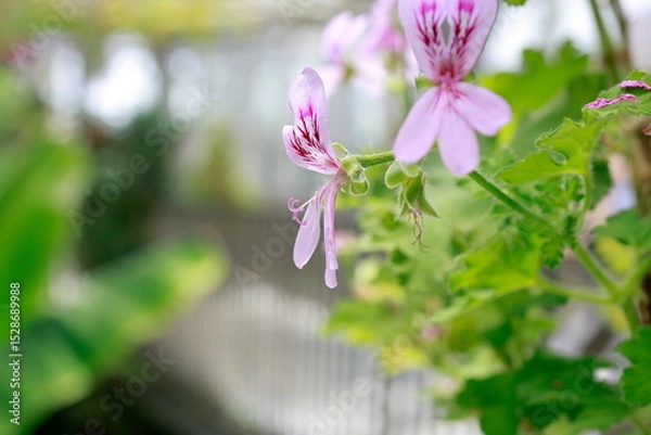 Fototapeta 雨に濡れた紫色の花