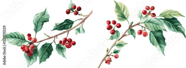 Fototapeta 2 sets of Coffee tree leaves and red berries with different patterns, in clip art style, isolated on white background