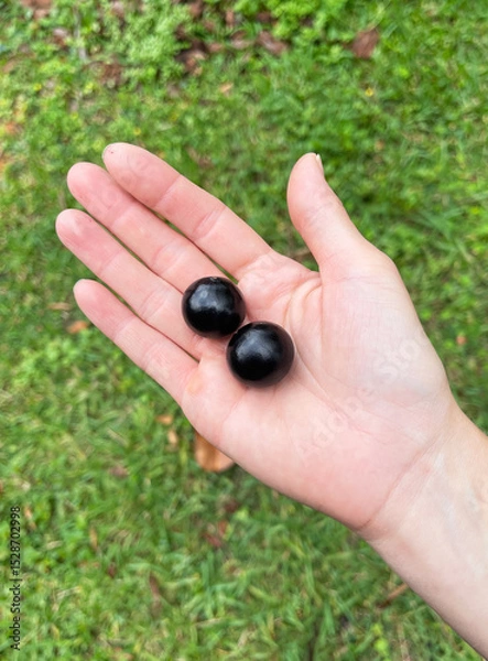 Fototapeta Hand holding Jaboticaba fruit (Brazilian grape tree). Growing fruits concept