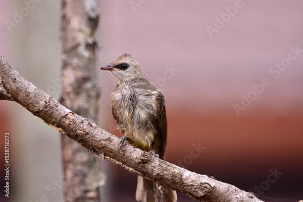 Fototapeta Pycnonotus goiavier on tree in forest.