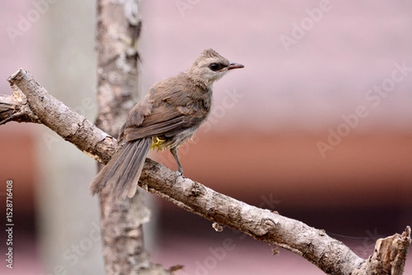 Fototapeta Pycnonotus goiavier on tree in forest.
