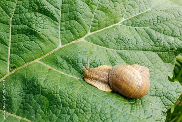 Fototapeta A land snail slowly crawls across a burdock leaf