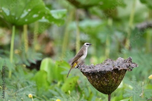 Fototapeta Pycnonotus goiavier on lotus