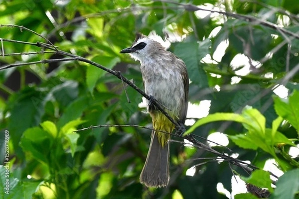 Fototapeta Pycnonotus goiavier on tree in forest.