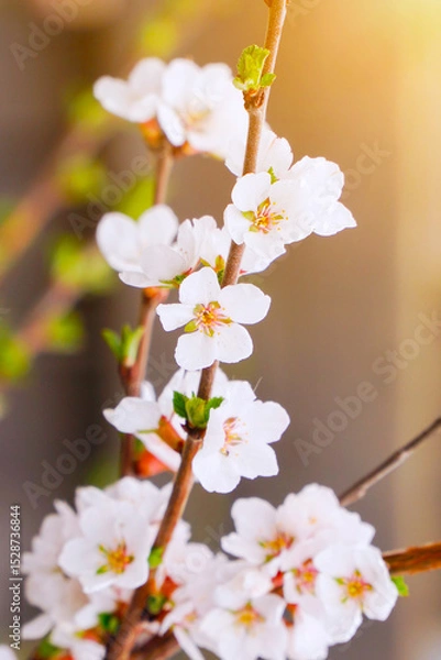 Obraz A branch with blooming white spring flowers of Prunus tomentosa