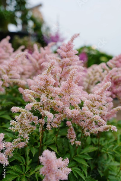 Obraz 아스틸베꽃