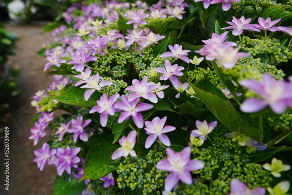 Obraz 여름날의 수국