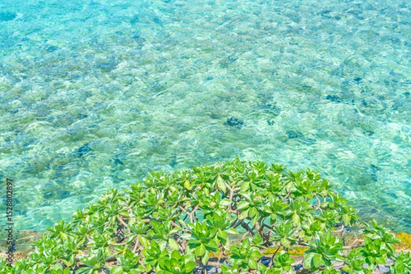 Fototapeta クサトベラと沖縄の海