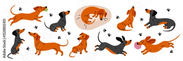 Fototapeta Cute dachshund. Funny long dog, different poses, emotions and actions, happy pets, cheerful puppy characters, breed, cartoon flat mascot, adorable playful animal garish vector set