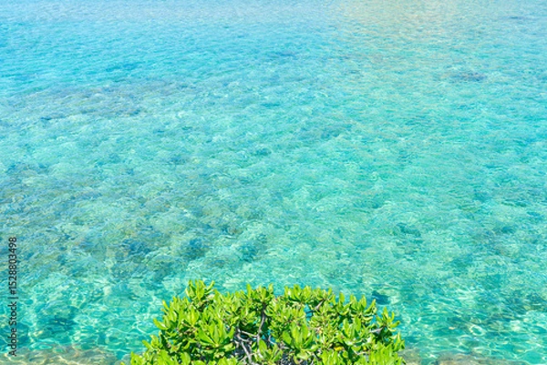 Fototapeta クサトベラと沖縄の海