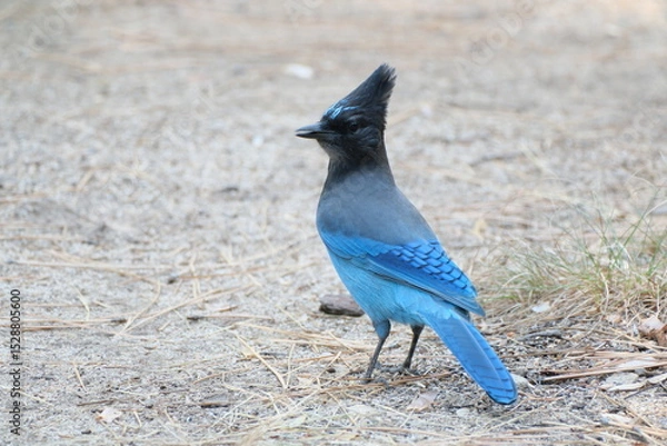 Fototapeta 青い鳥ステラーカケスとジョンミューアトレイルの絶景。ヨセミテ公園。