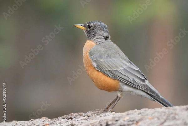 Fototapeta 野鳥とジョンミューアトレイルの絶景。ヨセミテ公園。