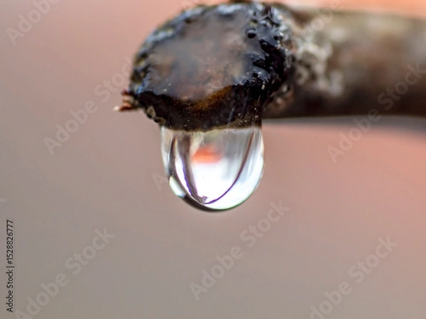 Fototapeta The vine is crying, a drop of juice on a cut branch