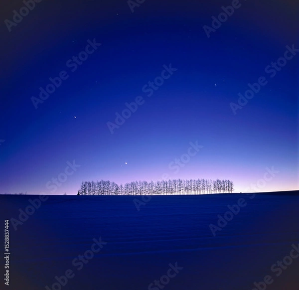 Fototapeta 日没後のカラマツ並木（美瑛町）