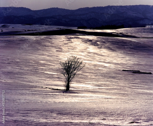 Fototapeta 早春の輝く雪原（美瑛町）