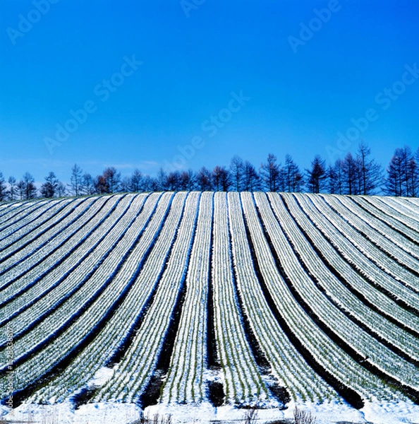 Obraz 幼松の畝（美瑛町）