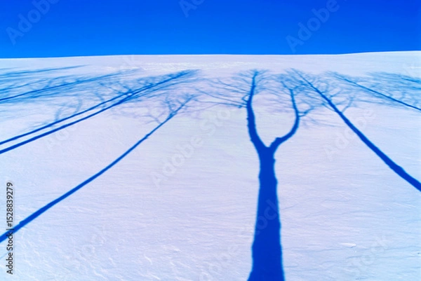 Obraz 絵樹影（美瑛町）