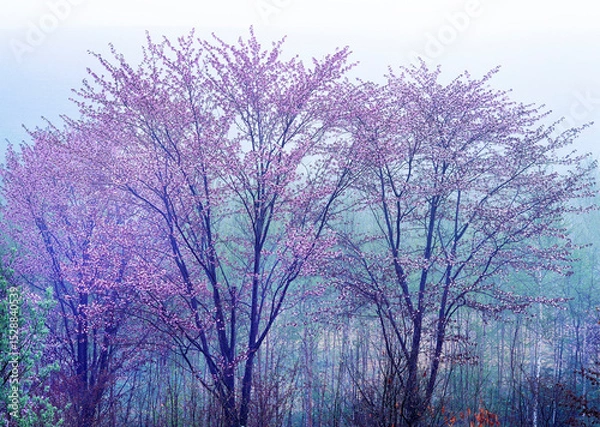 Fototapeta 朝霧の中の山桜（美瑛町）