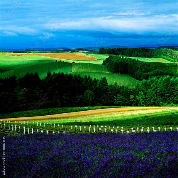 Fototapeta ラベンダーと丘（上富良野町）