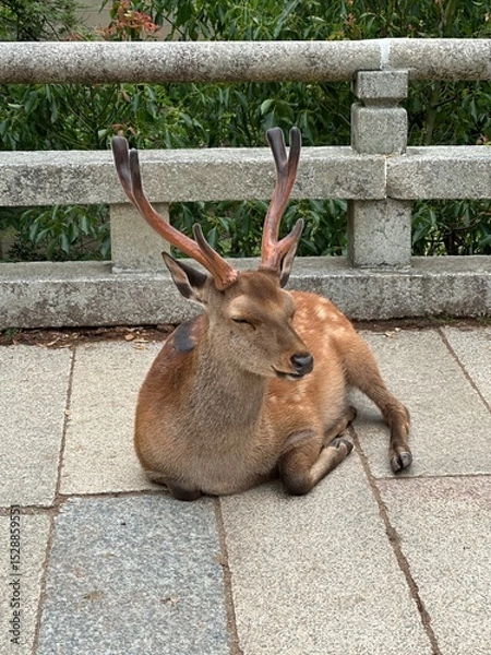 Obraz A deer is sitting and dozing off while tourists take photos at Nara Park in Japan.