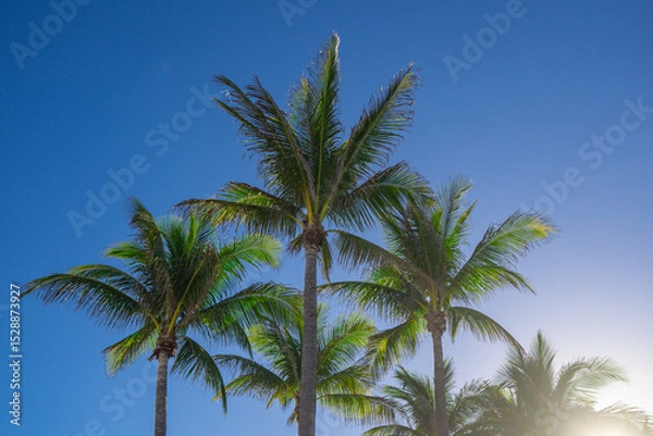 Fototapeta Palm background. Beautiful palm tree. Tropical leaves. Exotic landscape. Sunny summer sky. Paradise island view. Palm tree wallpaper. Coconut. Tropical vacation scene. Jungle texture. Palm in Miami.