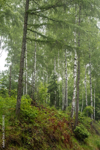 Fototapeta Nebelwald am Schifferweg in der Sächsischen Schweiz