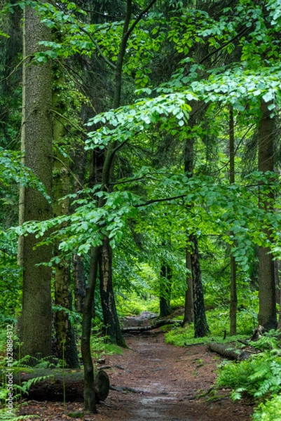 Fototapeta Wanderweg auf dem Plateua des Großen Zschirnstein in der Sächsischen Schweiz